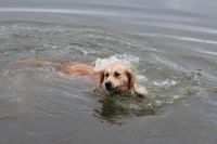 33. schwimmen in der Elbe